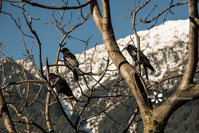 Pahalgam树上的乌鸦:克什米尔:印度图片素材
