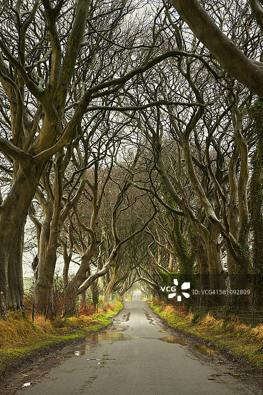 黑树篱，安特里姆公司，北爱尔兰图片素材