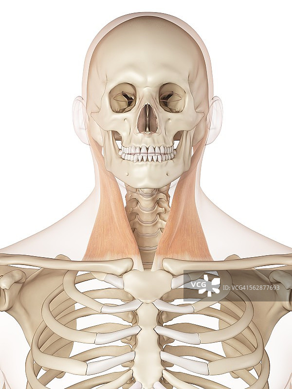 人体颈部肌肉，插图图片素材