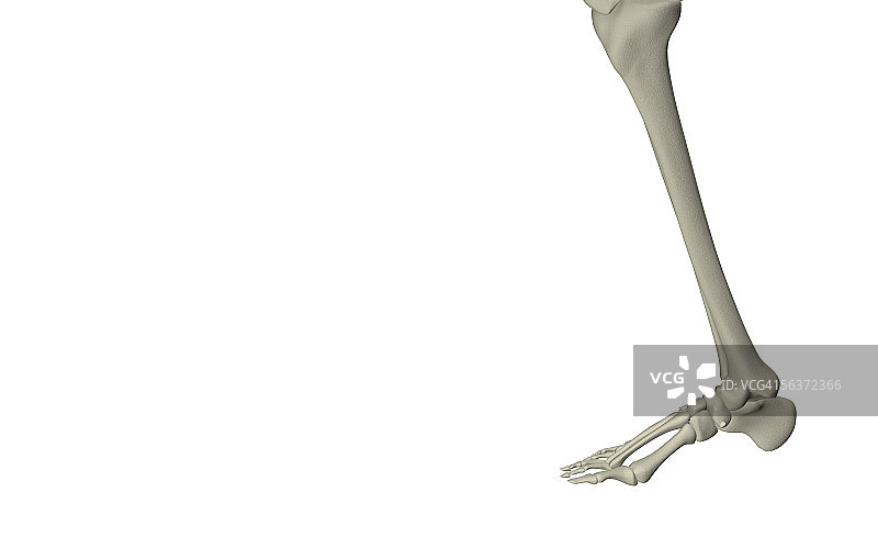这是人类腿部骨骼的侧面轮廓图片素材
