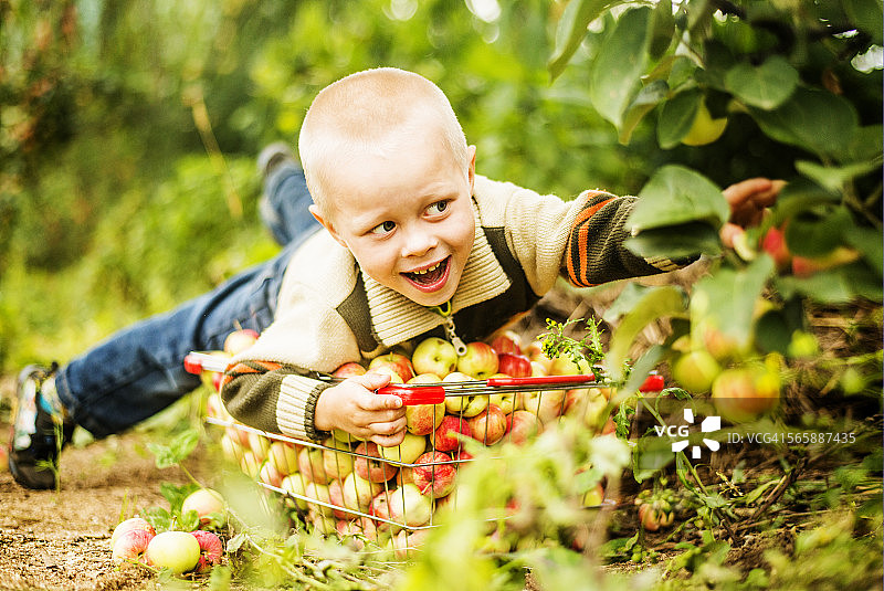 一个白人男孩在果园里摘苹果图片素材