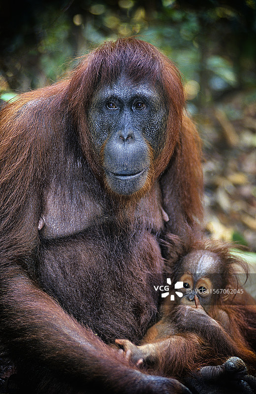 森林里的雌性猩猩和婴儿图片素材