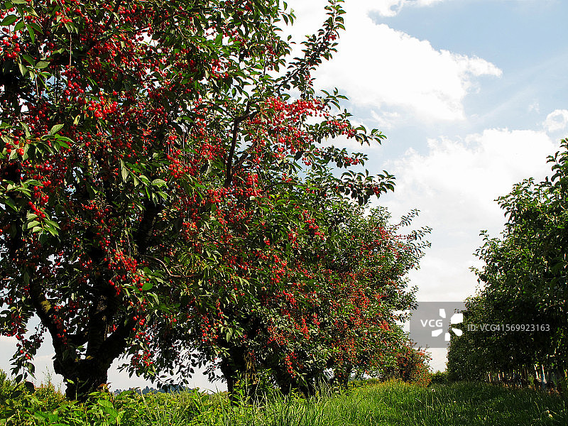 一排成熟樱桃的樱桃树图片素材