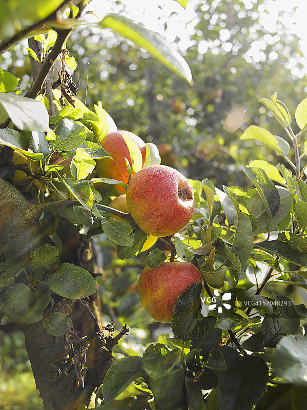 收获季节的苹果园。图片素材