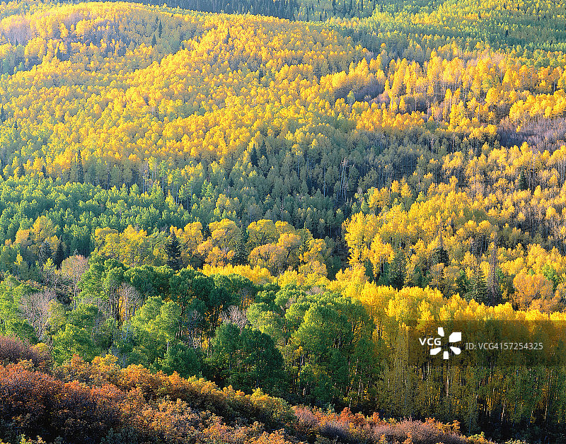 色彩鲜艳的白杨树和橡树在秋天的圣胡安山的细节。美洲山杨。Quercus gambelli。圣胡安山脉，Uncompahgre国家森林，科罗拉多州。图片素材