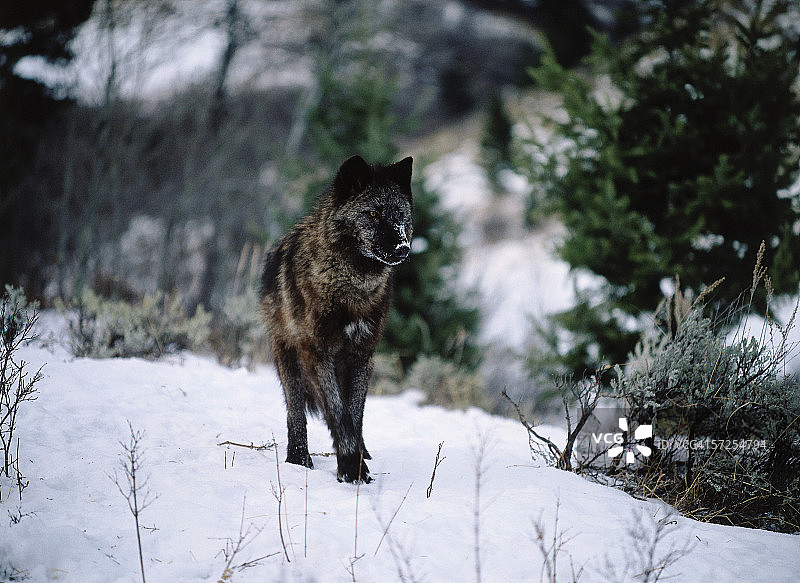冬天的灰狼。犬属狼疮。图片素材