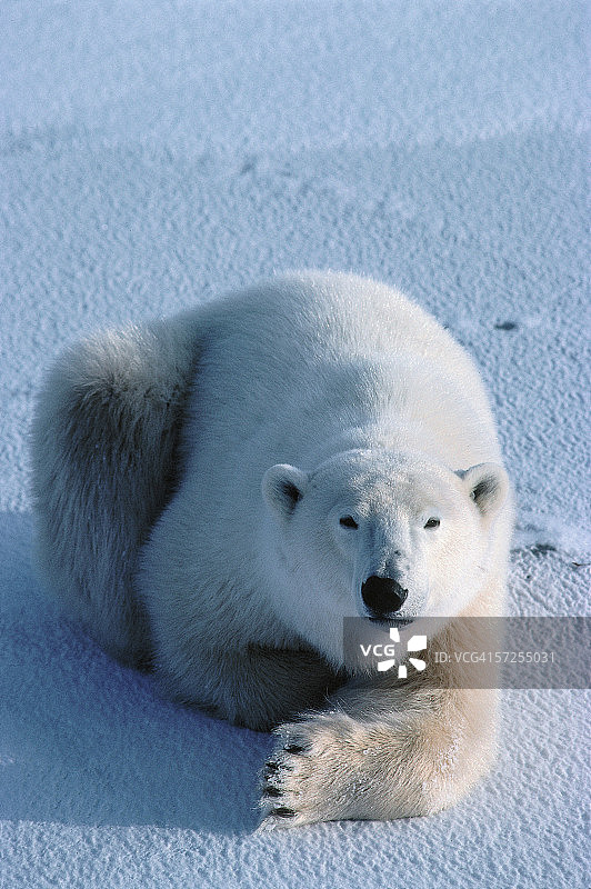 这是一只北极熊休息时的全身照片。无线电maritimus。哈德逊湾,加拿大。图片素材