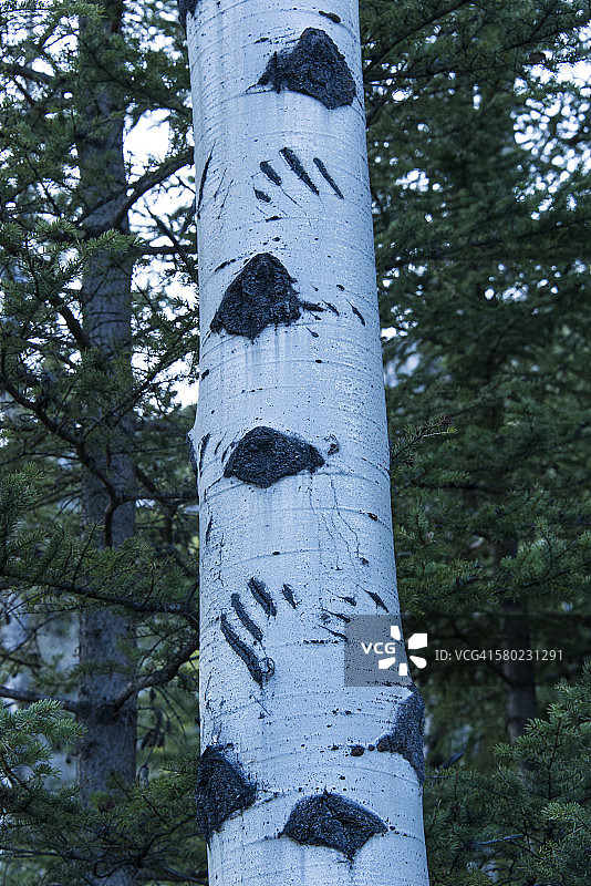 树上有灰熊的爪纹图片素材