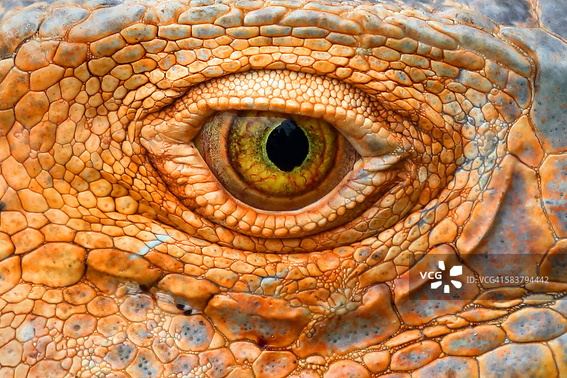 绿鬣蜥的眼睛图片素材