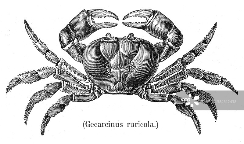 河蟹雕刻1888图片素材