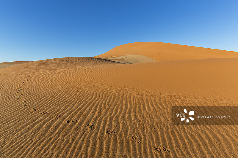 纳米比亚，纳米布沙漠，纳米布Naukluft国家公园，大羚羊在沙丘中的足迹图片素材