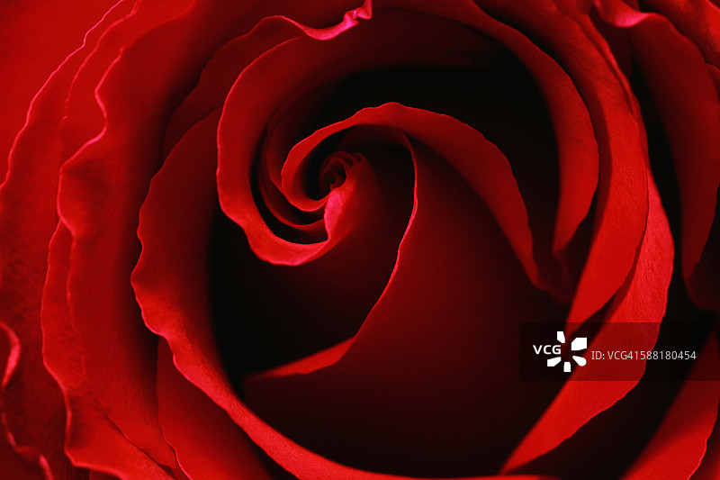 红玫瑰图片素材