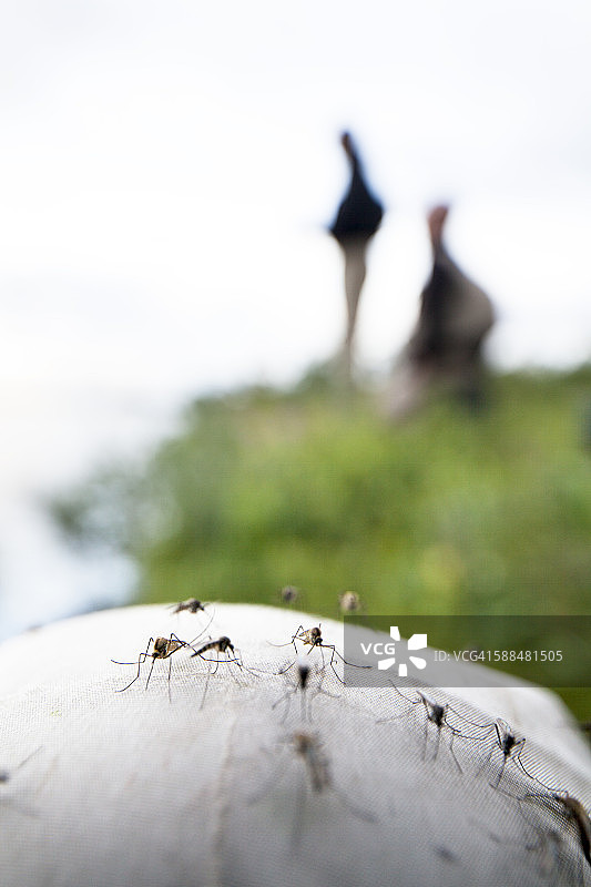 蚊子，背景中的人图片素材