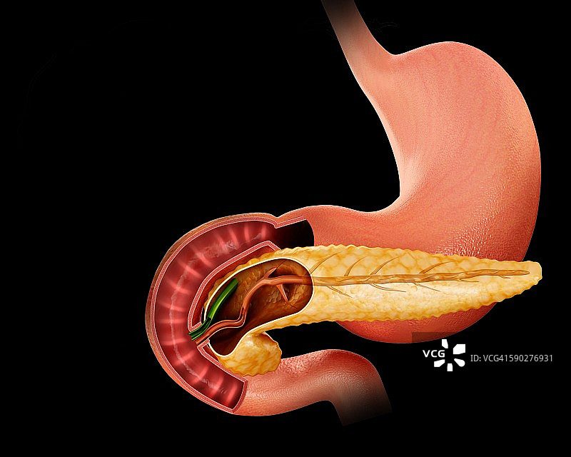 胰腺横切面，图示图片素材