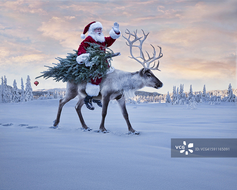 圣诞老人和驯鹿上的圣诞树图片素材