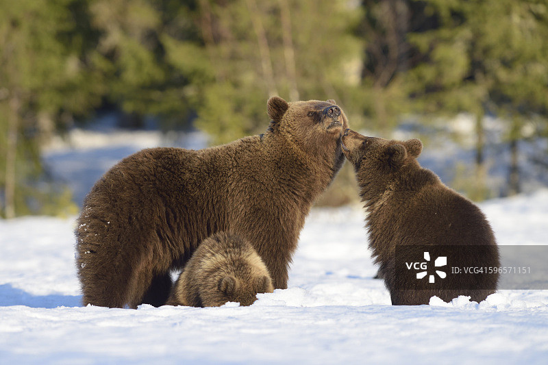 欧洲棕熊雪芬兰图片素材