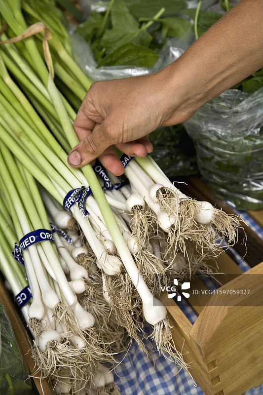 农业-美国罗德岛新港的户外农贸市场上，一名农民手拿有机大葱(大葱)。图片素材