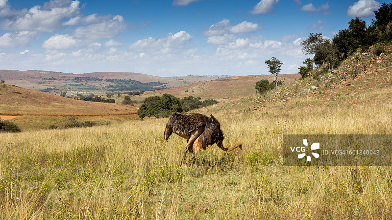 鸵鸟放牧，Sterkfontein DMA，豪登省，南非图片素材