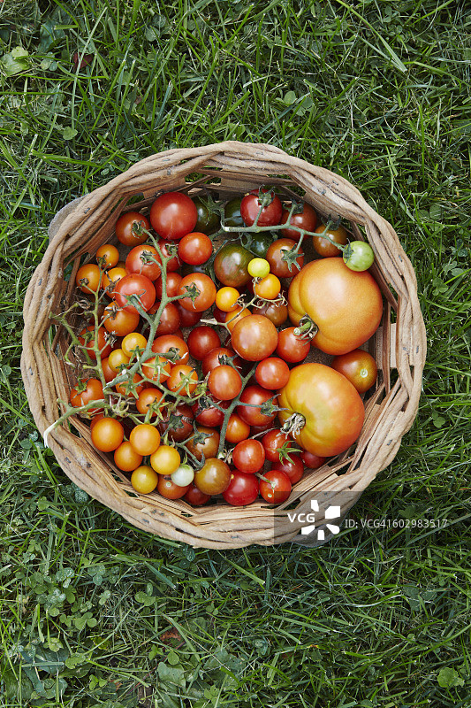 美国，纽约州，纽约市，草地上的番茄篮子图片素材