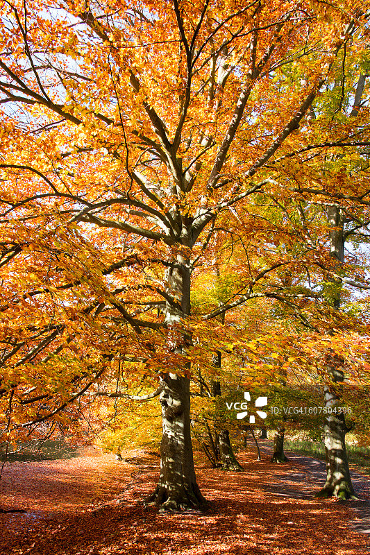 秋天的一天，落叶落在森林的小路上。图片素材