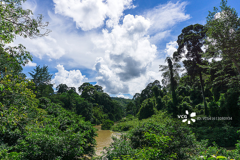 婆罗洲原始雨林的风景图片素材