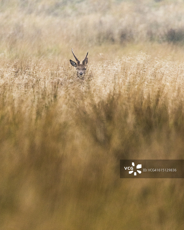 长草中可见野红鹿的头。用浅景深拍摄在长草中平滑的散焦。英语峰区图片素材