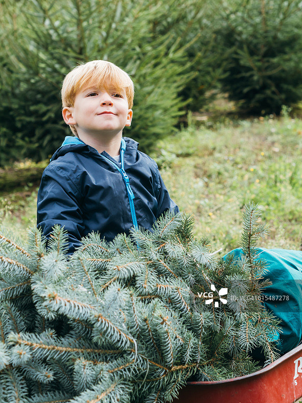小男孩为他的新圣诞树感到骄傲图片素材