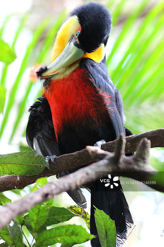 红胸巨嘴鸟的特写，同时梳理。公园das Aves(鸟公园)，Foz do Iguaçu, Paraná州，巴西图片素材