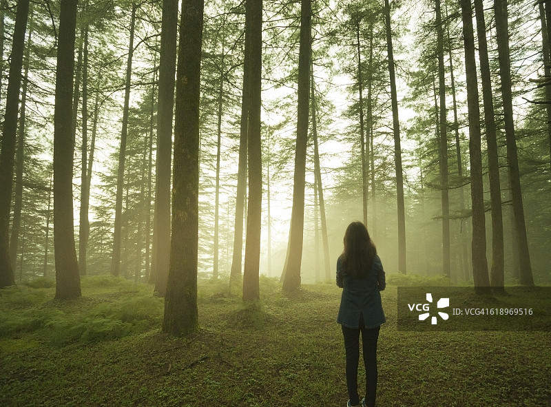黄昏时分，松林里一个姑娘孤零零地站着的剪影。图片素材