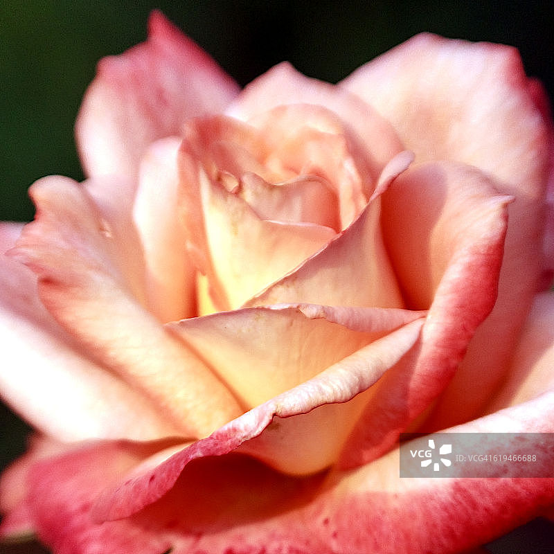 花瓣的玫瑰图片素材