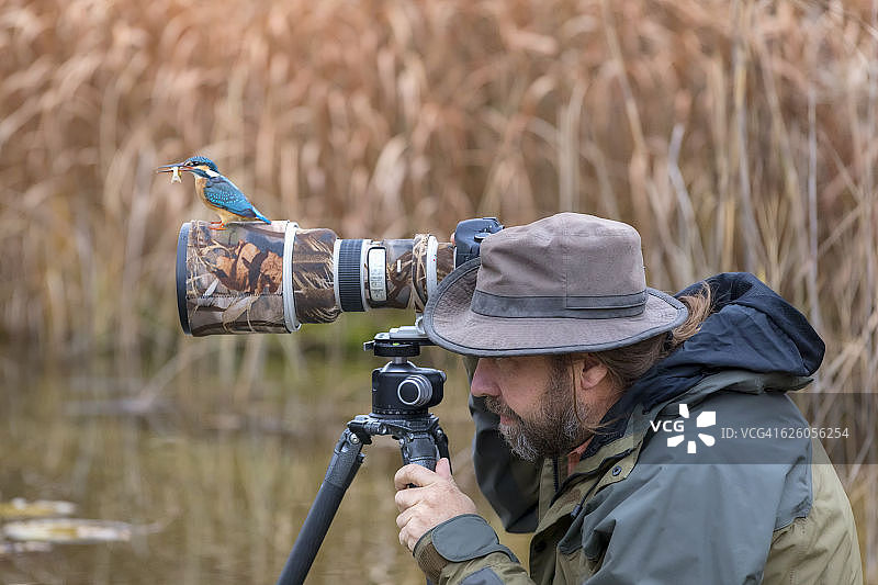 笨拙的自然摄影师没有在镜头上发现翠鸟图片素材