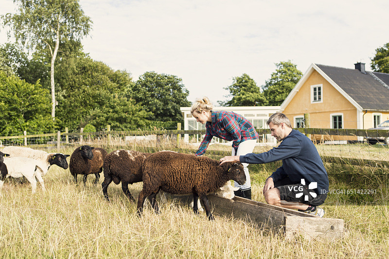 一男一女在农场喂奶时拥抱绵羊图片素材