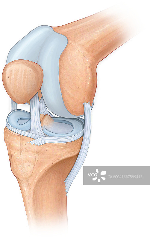 膝关节的四分之三视图显示半月板，十字韧带，acl和mcl韧带图片素材