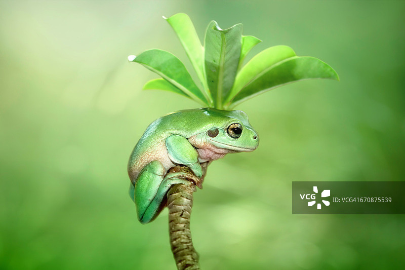 矮小的树蛙坐在树枝上，印度尼西亚图片素材