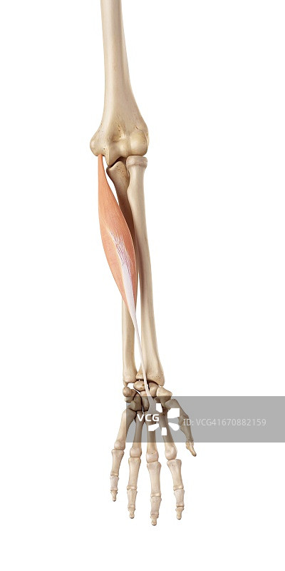 人体手臂的肌肉图片素材