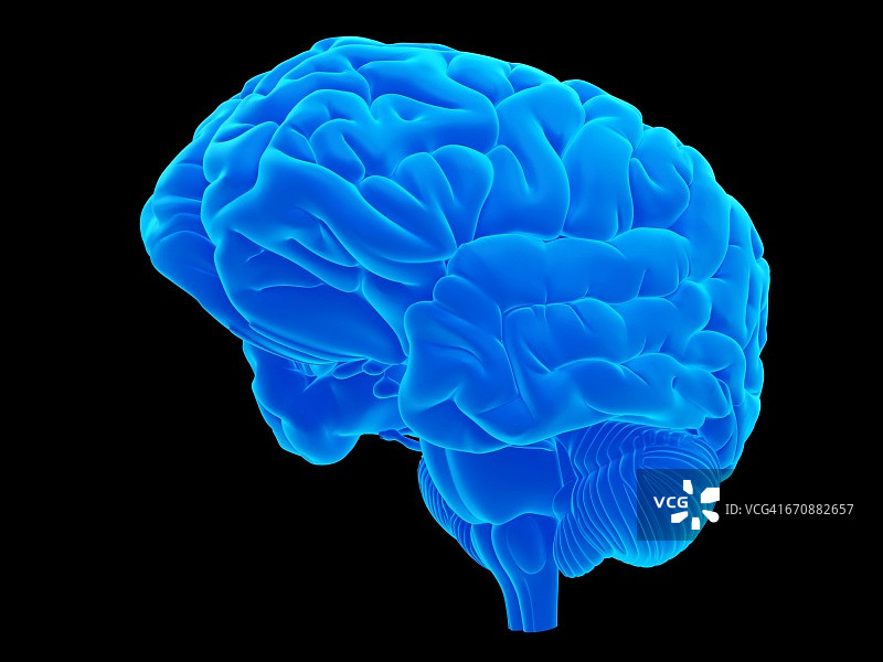 人类的大脑图片素材