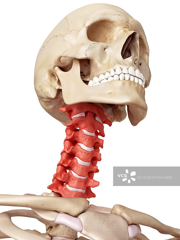 人类颈椎图片素材