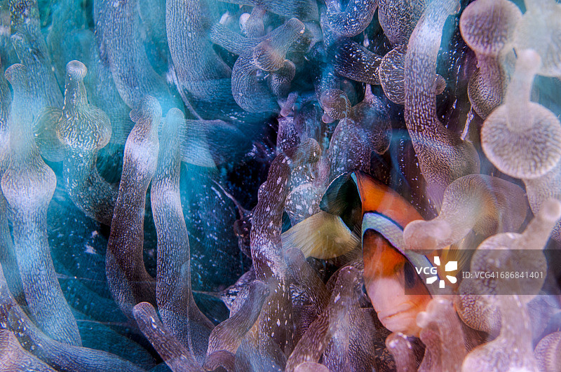 小丑海葵鱼图片素材
