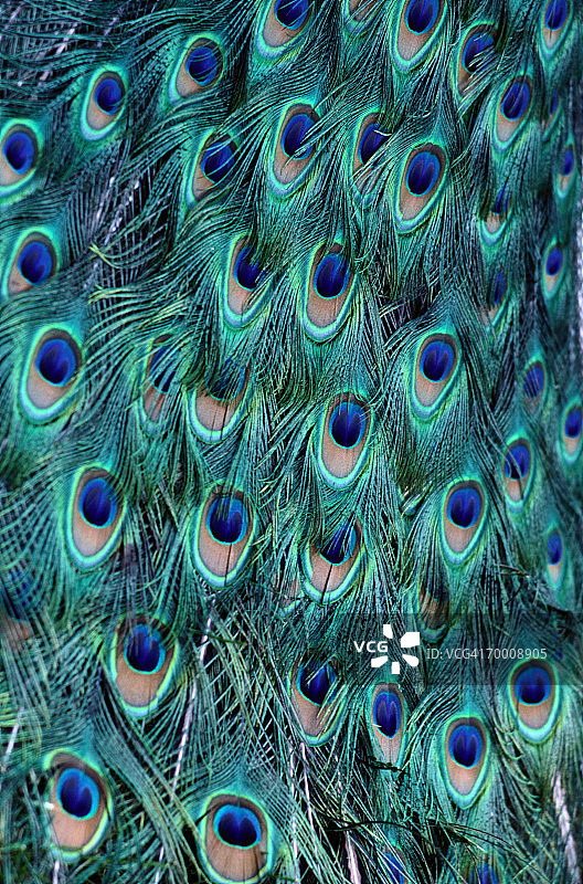 孔雀(Pavo cristatus)羽毛，罗阿坦，洪都拉斯，完整的框架图片素材