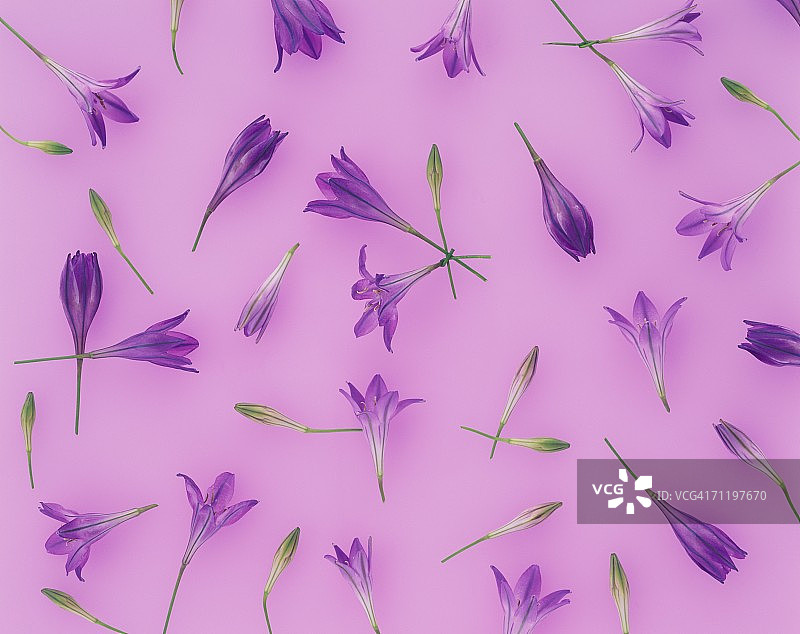 集群紫色百合花图片素材