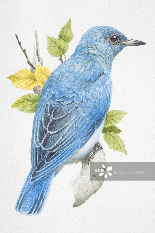 山蓝鸟，sialia currucoides，绿松石蓝色的鸟坐在树枝上。图片素材