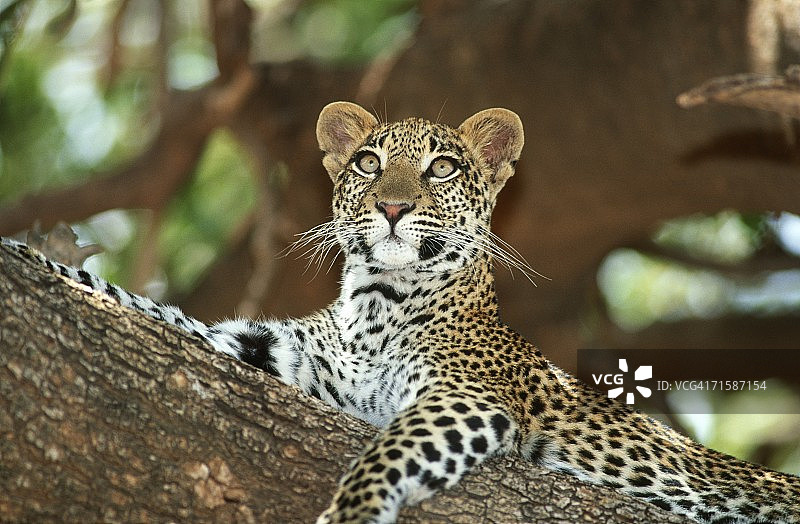 低角度的豹(Panthera pardus)幼崽躺在树枝上图片素材
