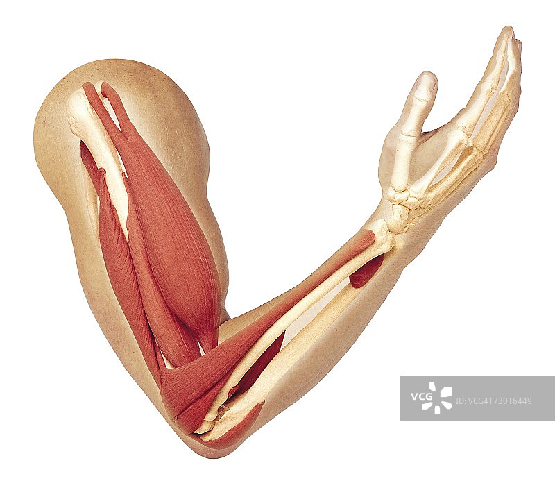 人体手臂呈现肌肉结构，肱三头肌放松伸展，肱二头肌充分收缩弯曲手臂。图片素材