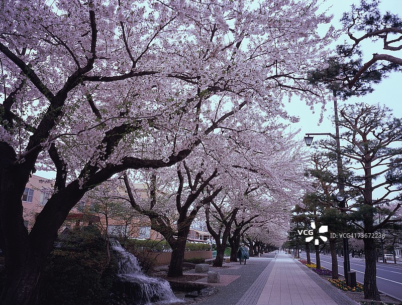樱花树成行的街道图片素材