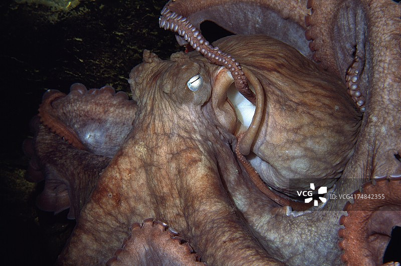 巨型章鱼的细节。章鱼delfleini。太平洋,华盛顿。图片素材
