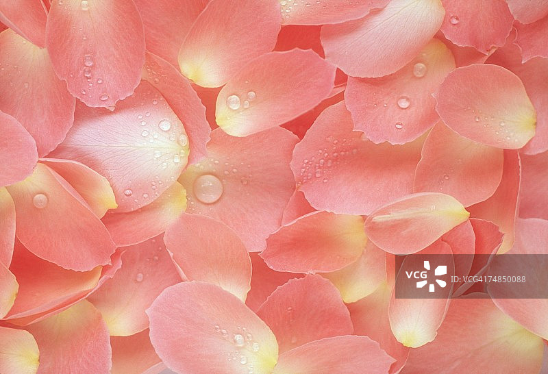 粉红色玫瑰花瓣的特写。图片素材