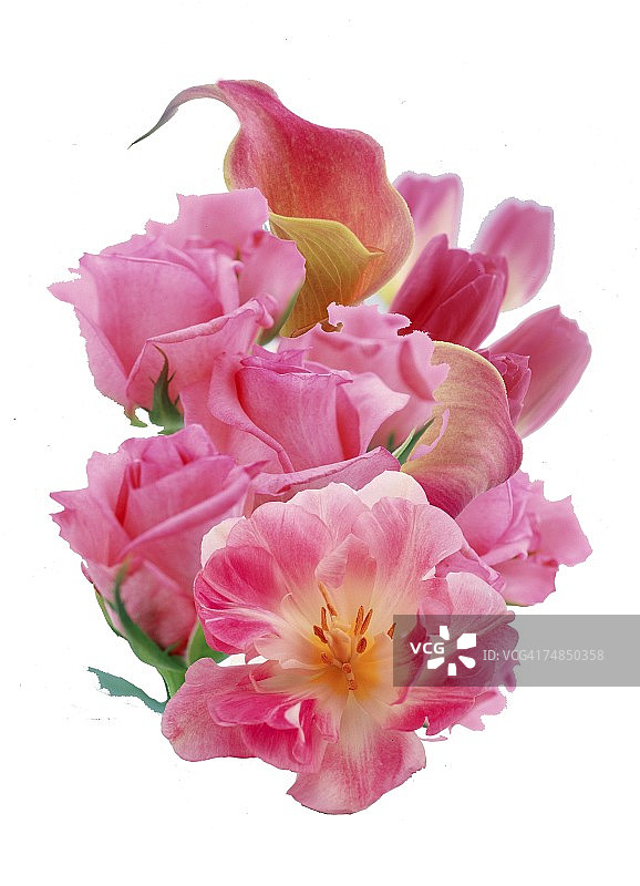 粉红色花朵的特写图片素材