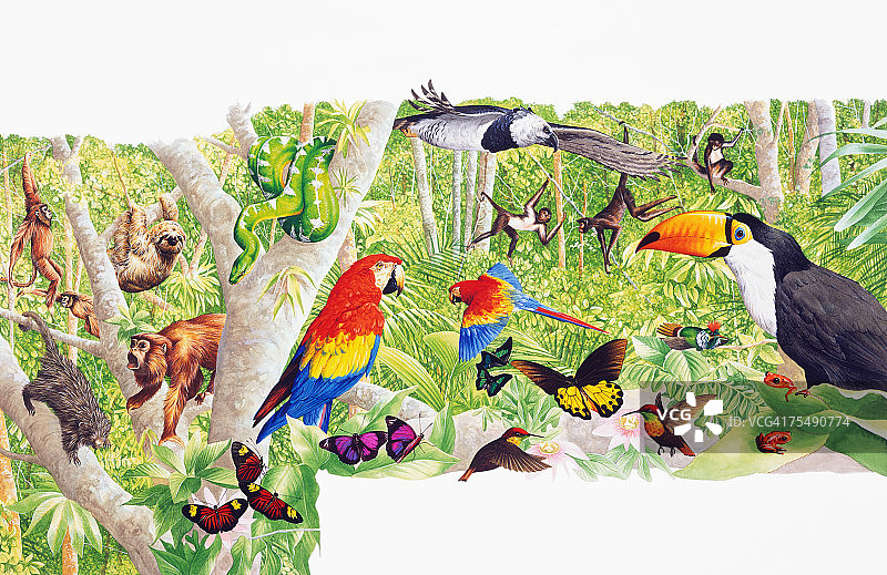 色彩斑斓的热带动物、鸟类和昆虫图片素材