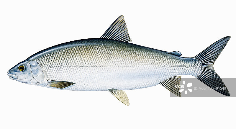 湖白鱼，淡水鱼图片素材