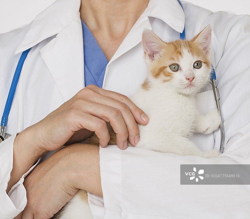 兽医把小猫图片素材